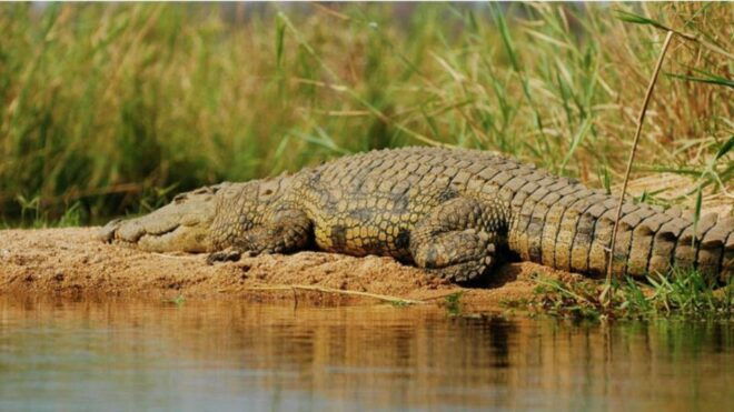 Explore Divar Island:Nature & Backwater Boating in North Goa - Important Information