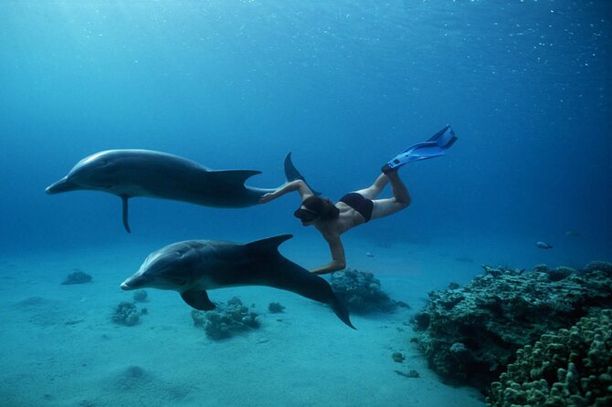 Explore Dolphin House Snorkeling and Lunch From Hurghada - Good To Know
