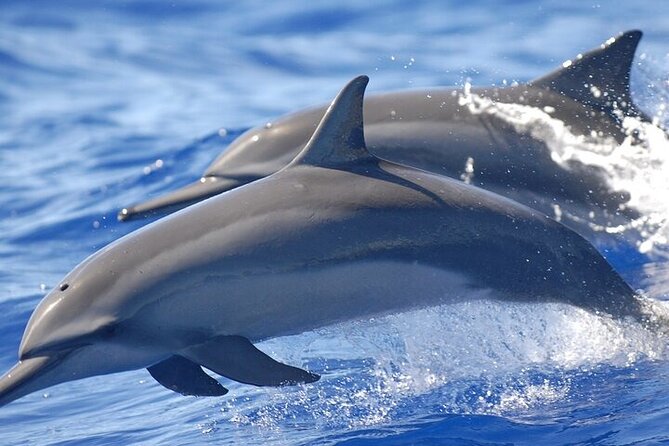 Explore Dolphin House Snorkeling and Lunch From Hurghada - Important Information