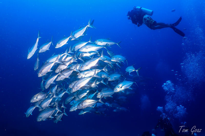 Explore El Nidos Best Dives sites with PADI 5</em> Center – Three sessions, one full day on the water’ /></p>
<p><p>This is a proper day out, not a quick introductory activity. You leave Corong Corong at 8 a.m., visit a selection of local underwater sites, take surface breaks, and return to Lugadia Beach at roughly 3 p.m. The plan includes three scuba sessions, which makes the outing appealing if you want to make the most of your time in El Nido.</p>
</p>
<p><p>The sites named for the trip cover several parts of the area: Nat Nat, Twin Rocks, Paradise Beach, South Miniloc, Dilumacad Island, West Entalula Wall, and Popolcan West, also called Under Water Forrest. The route depends on conditions, so treat that list as possible destinations rather than a promise that you will visit every one in a single day.</p>
</p>
<p><p>That flexibility is sensible. Weather and traffic can affect the schedule, and conditions at sea matter more than sticking to a fixed checklist. If there is a particular site you hope to see, ask the operator before departure whether it is likely to be on that day’s route.</p>
</p>
<p><p>A three-session schedule also means you should not expect to be back in town for lunch. Lunch and surface-interval refreshments are included, and the boat has a kitchen, so you can eat during the outing instead of needing to arrange a separate meal. The return time gives you a rough plan for the afternoon, but it is wise not to schedule anything tight immediately afterward.</p>
</p>
<div style="margin: 20px 0; padding: 15px 0;"><p>You can also read our reviews of more tours and experiences in El Nido.</p><ul style="margin: 10px 0; padding: 0; list-style: none;"><li style="margin: 0 0 10px 0; padding: 0 0 10px 0; border-bottom: 1px solid #eee; display: flex; align-items: flex-start; gap: 12px; line-height: 1.4;"><a href="https://veronikasadventure.com/el-nido-island-hopping-tour-a-lagoons-and-beaches/" aria-hidden="true" tabindex="-1"><img decoding="async" style="width: 80px; height: 60px; object-fit: cover; border-radius: 4px; flex-shrink: 0;" src="https://veronikasadventure.com/wp-content/uploads/el-nido-island-hopping-tour-a-lagoons-and-beaches-150x150.jpg" alt="" loading="lazy"></a><div><a href="https://veronikasadventure.com/el-nido-island-hopping-tour-a-lagoons-and-beaches/">El Nido: Island Hopping Tour A – Lagoons and Beaches</a><br><span style="font-size: 0.82em; color: #555; margin-top: 2px;"><span style="color: #f5a623;">★</span> 4.3 · 1,572 reviews</span></div></li><li style="margin: 0 0 10px 0; padding: 0 0 10px 0; border-bottom: 1px solid #eee; display: flex; align-items: flex-start; gap: 12px; line-height: 1.4;"><a href="https://veronikasadventure.com/el-nido-and-coron-3-day-2-night-island-hopping-tour-2/" aria-hidden="true" tabindex="-1"><img decoding="async" style="width: 80px; height: 60px; object-fit: cover; border-radius: 4px; flex-shrink: 0;" src="https://veronikasadventure.com/wp-content/uploads/2026/03/el-nido-and-coron-3-day-2-night-island-hopping-tour-2-150x150.jpg" alt="" loading="lazy"></a><div><a href="https://veronikasadventure.com/el-nido-and-coron-3-day-2-night-island-hopping-tour-2/">El Nido and Coron: 3-Day 2-Night Island-Hopping Tour</a><br><span style="font-size: 0.82em; color: #555; margin-top: 2px;"><span style="color: #f5a623;">★</span> 4.7 · 343 reviews</span></div></li><li style="margin: 0; padding: 0; border-bottom: none; display: flex; align-items: flex-start; gap: 12px; line-height: 1.4;"><a href="https://veronikasadventure.com/el-nido-island-hopping-adventure-by-haqqy-life-2/" aria-hidden="true" tabindex="-1"><img decoding="async" style="width: 80px; height: 60px; object-fit: cover; border-radius: 4px; flex-shrink: 0;" src="https://veronikasadventure.com/wp-content/uploads/2026/04/el-nido-island-hopping-adventure-by-haqqy-life-2-150x150.jpg" alt="" loading="lazy"></a><div><a href="https://veronikasadventure.com/el-nido-island-hopping-adventure-by-haqqy-life-2/">El Nido: Island Hopping Adventure by Haqqy Life</a><br><span style="font-size: 0.82em; color: #555; margin-top: 2px;"><span style="color: #f5a623;">★</span> 4.6 · 340 reviews</span></div></li></ul></div><h2 id="section-2">The sites: coral, fish, and changing conditions</h2>
<p><img src=