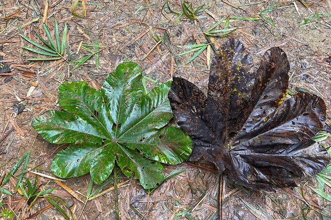 Explore El Yunque: Hiking, Swings & Waterslide (Small Group) - Physical Fitness and Preparation