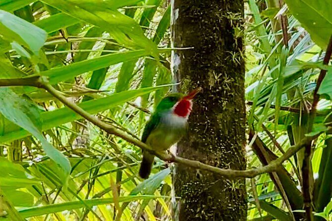 Explore El Yunque National Forest Guided Nature Adventure - Who Should Consider This Tour?