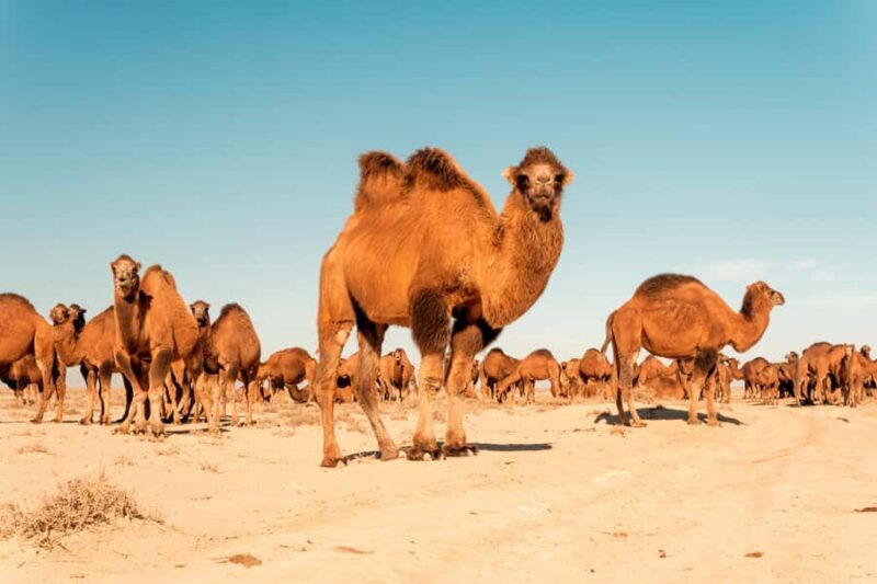 Explore Ellik Kala: Visit the Lost Cities of the Desert - The Itinerary in Detail