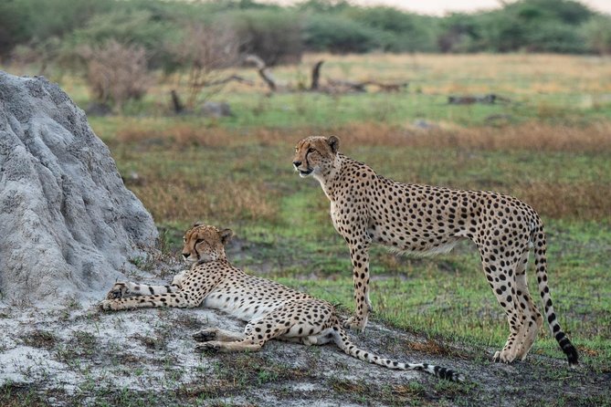 Explore Etosha National Park & Sossusvlei in Namibia | Auto Tour - Pickup Details