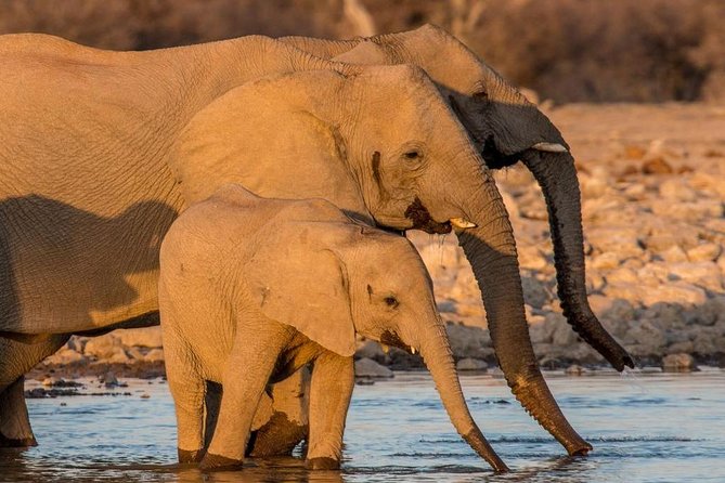 Explore Etosha National Park & Sossusvlei in Namibia | Auto Tour - The Sum Up