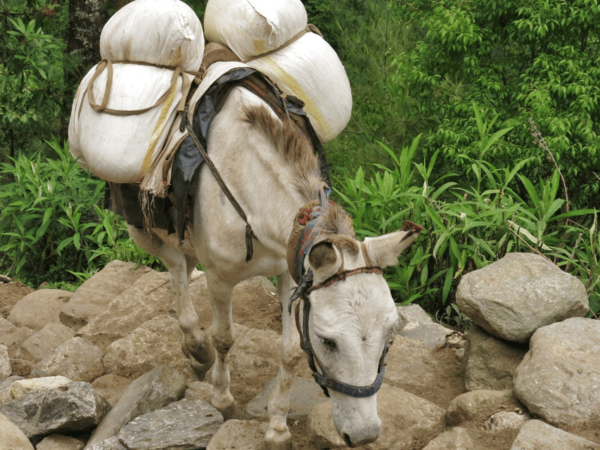 Explore Everest in 5 Days: Kathmandu to Namche Bazaar Trek - Health and Safety Tips