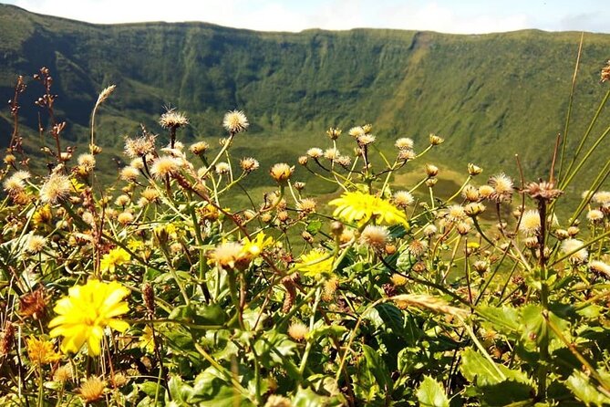 Explore Faial With a Biologist - Half Day 4h - Traveler Photos