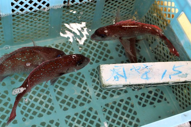 Explore Fishermen Island in Japan(Ise-Shima) - Outdoor Activities and Nature Exploration