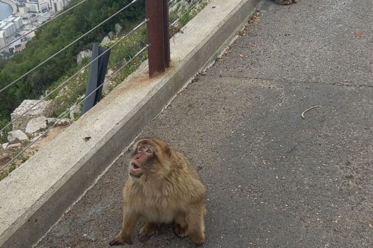 Explore Gibraltar With a Private Guide From Malaga. - Booking Details
