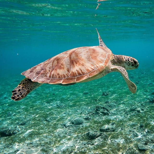 Explore Gili (Trawangan, Air & Meno) - Inclusions of the Tour