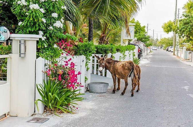 Explore Gorgeous Grand Turk: Self-Guided Audio Tour - Potential Considerations