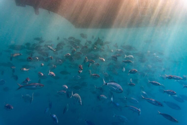 Explore Gran Canaria: Boat Tour With Wine & Food Tasting - Inclusions and Meeting Point