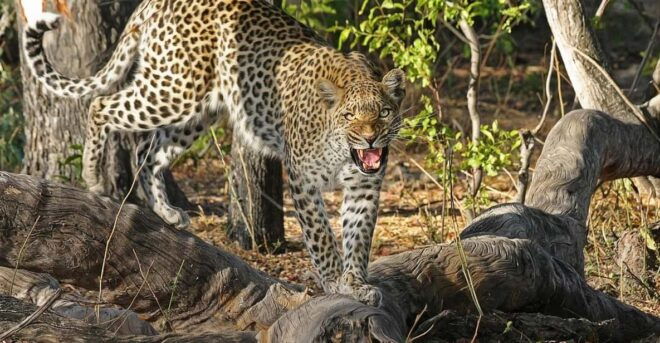 Explore Great Sri Lanka With Tourist Hot Spots in 6 Days - Day 2: Ancient Cities and Safaris