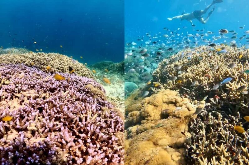 Explore Hidden Gili's Lombok : Gili Asahan,Gede,Goleng,Layar - Marine Life and Underwater Photography