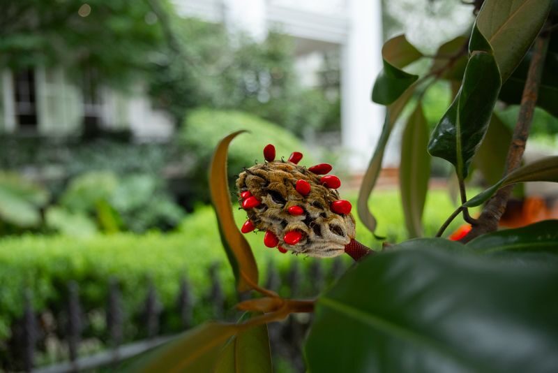 Explore Historic New Orleans Hidden Garden District Tour - Meeting point and practical details