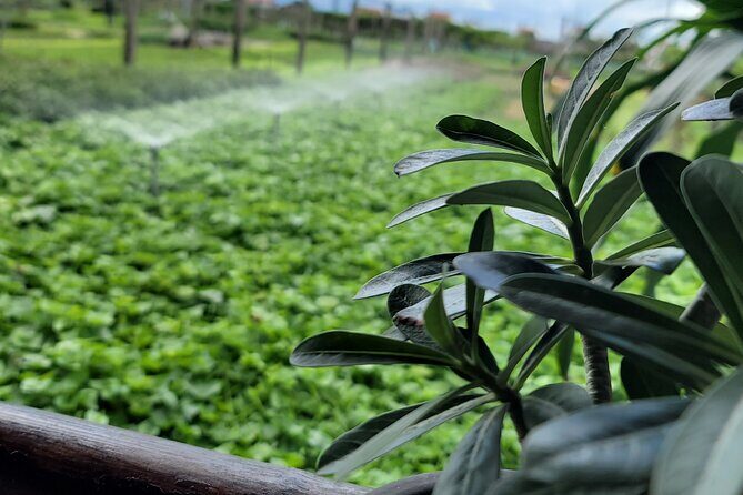 Explore Hoi An ancient town and local villages with a local guide - Practical Tips for a Great Day