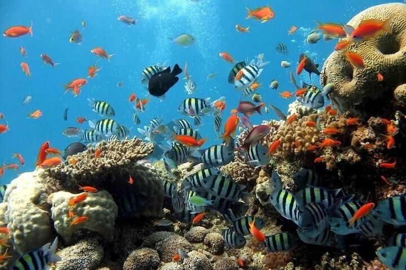 Explore Hurghada Semi-Submarine Tour & Snorkeling - Hurghada - Should you book the Hurghada semi-submarine tour?