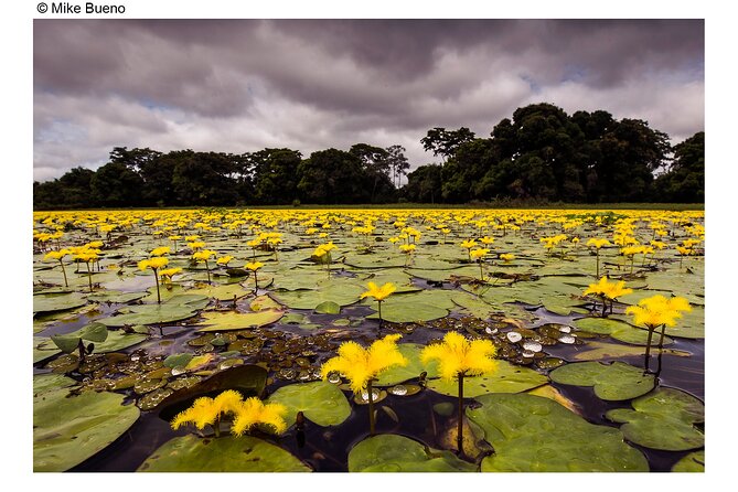 Explore Jaguars and Pantanal Safari Adventure - Tour Highlights