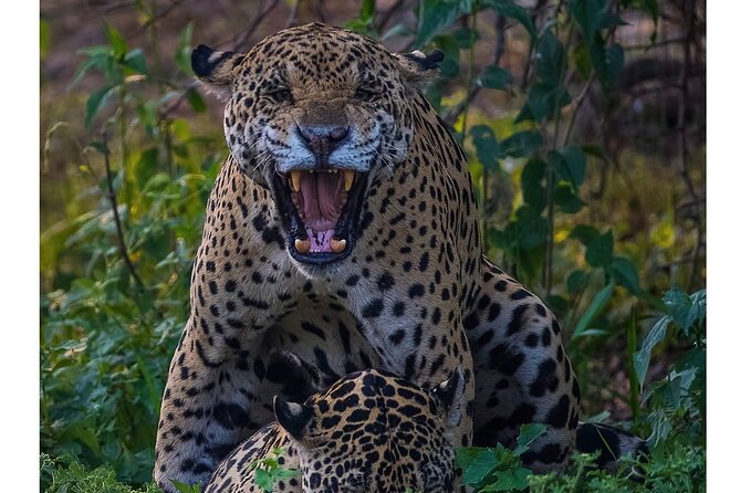 Explore Jaguars and Pantanal Safari Adventure - Itinerary Overview