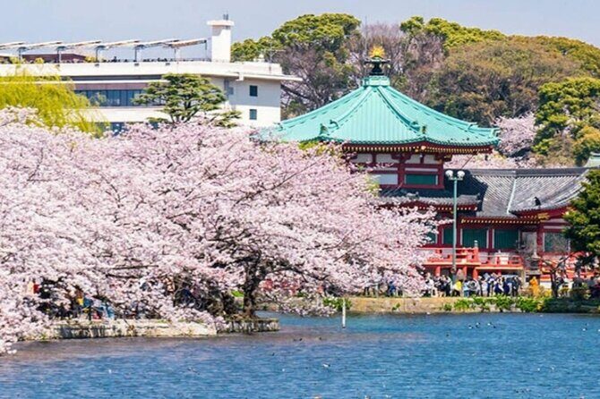 Explore Japan in 7 Days Cherry Blossom Tour 2026 - Why the Tour Offers Great Value
