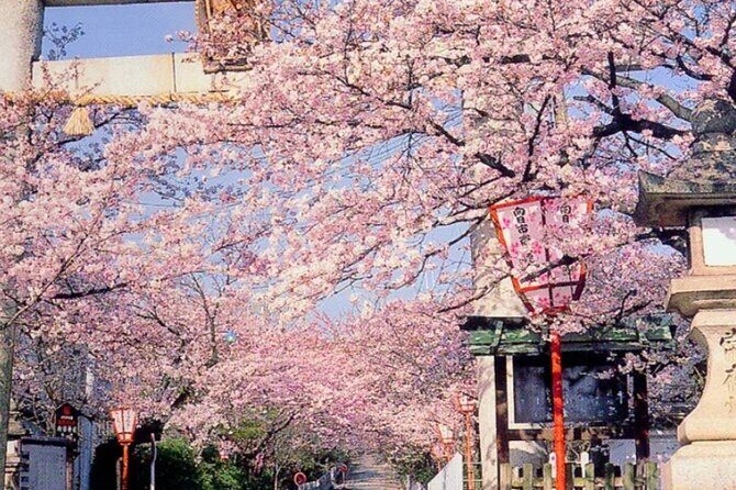 Explore Japan in 7 Days Cherry Blossom Tour 2026 - What’s Included and What’s Not
