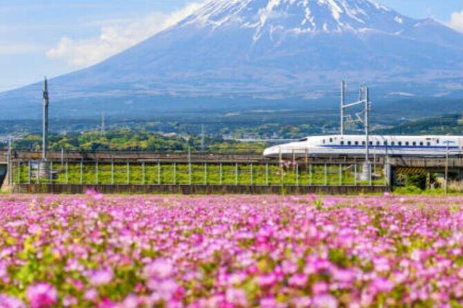 Explore Japan in 7 Days Cherry Blossom Tour 2026 - The Sum Up