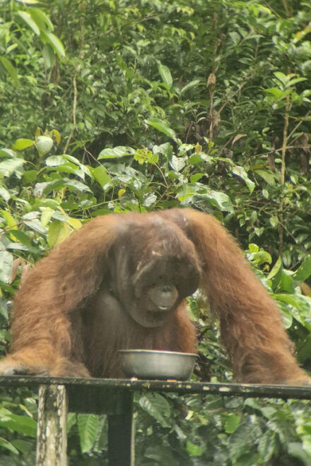 Explore Jungle in Borneo and Orangutan Kelotok Tour 3D/2N - Inclusions and Exclusions