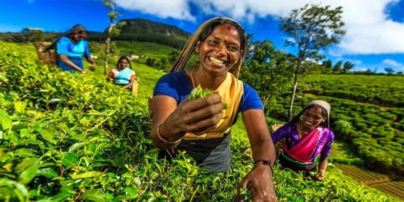 Explore Kandy & Nuwara Eliya in 2 days - Returning to Colombo