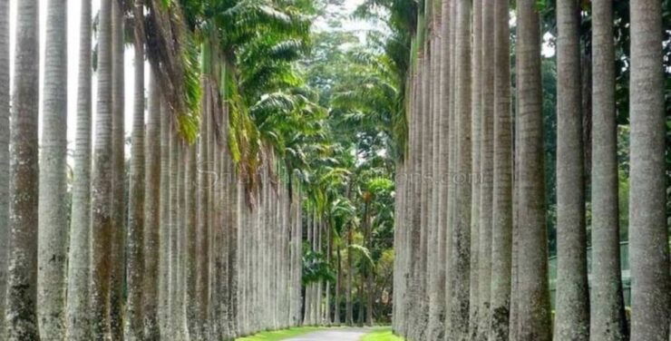 Explore Kandy & Nuwara Eliya in 2 Days - Itinerary Highlights