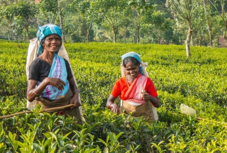 Explore Kandy, Pinnawala, and Tea Plantation From Kandy - Giragama Tea Plantation Tour