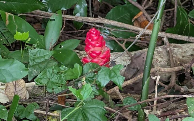 Explore Kep town & the national park hiking include lunch - Authentic Experiences and Hidden Gems