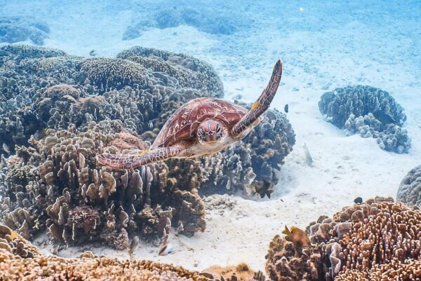 Explore Komodo Tour 3D/ 2N - Tour Highlights
