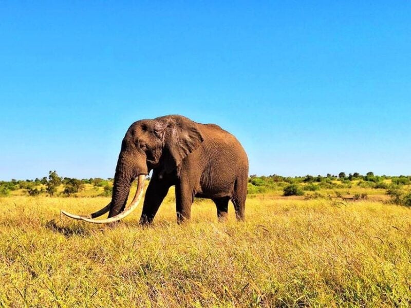 Explore Kruger Park & Sabi Sands for 4 Days & 3 Nights - Good To Know