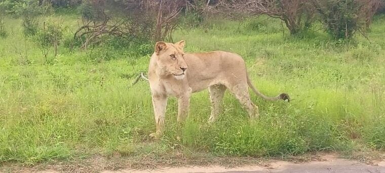 Explore Kruger Park & Sabi Sands for 4 Days & 3 Nights - The Sum Up: Who Will Love This Experience?