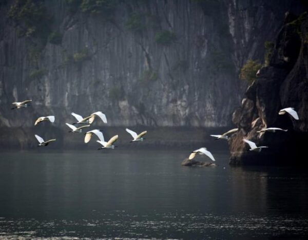 Explore Lan Ha Bay 2D1N With a Private Boat From Hanoi - Tour Details and Logistics