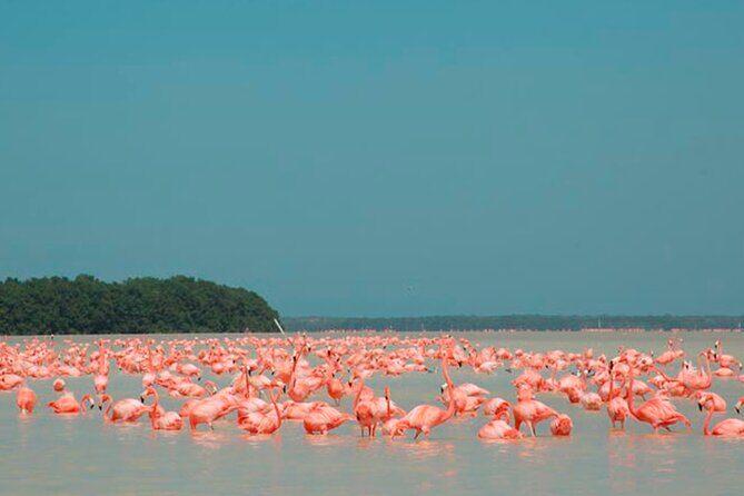 Explore Las Coloradas & Rio Lagartos from Riviera Maya - Frequently Asked Questions  