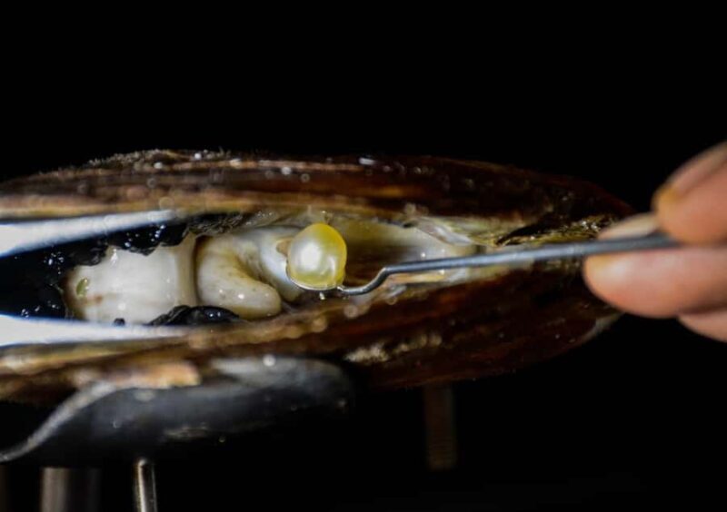 Explore Lomboks Pearl Farm & Pearl-Making Secrets - The Sum Up