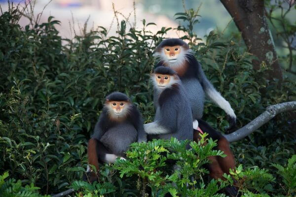 Explore Marble Mountains, Monkey Mountains, My Son Holyland - Inclusions and Exclusions