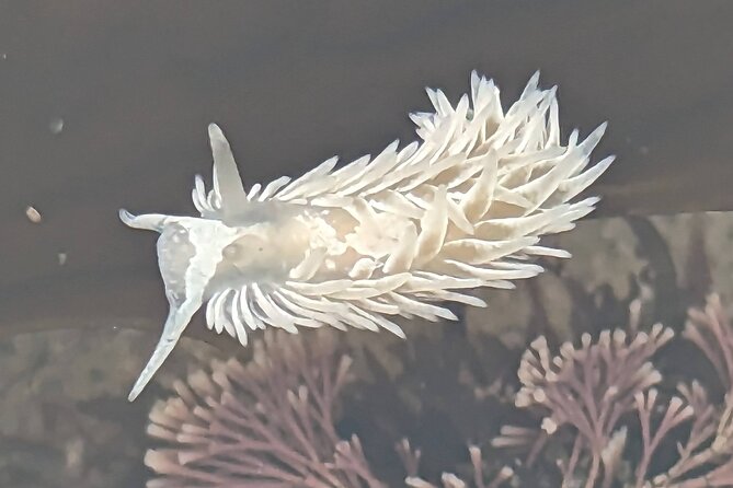 Explore Marine Life in San Diego Tide Pools (Family-friendly) - Overview and Logistics