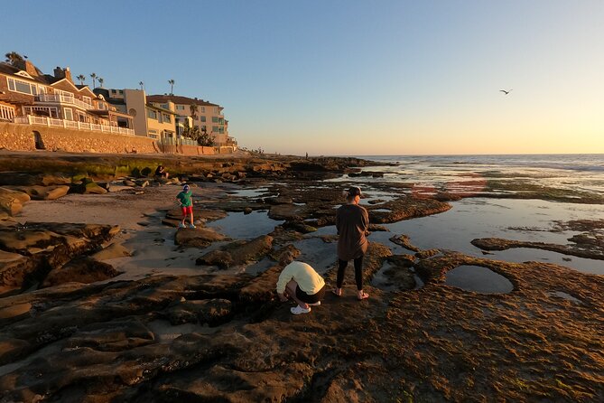 Explore Marine Life in San Diego Tide Pools (Family-friendly) - Additional Information and Requirements