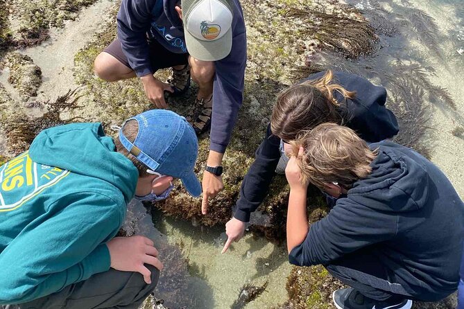 Explore Marine Life in San Diego Tide Pools (Family-friendly) - Directions