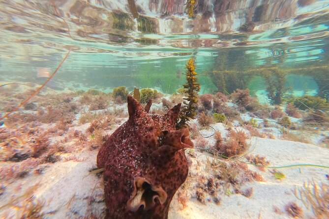 Explore Marine Life in San Diego Tide Pools (Family-friendly) - Common Questions