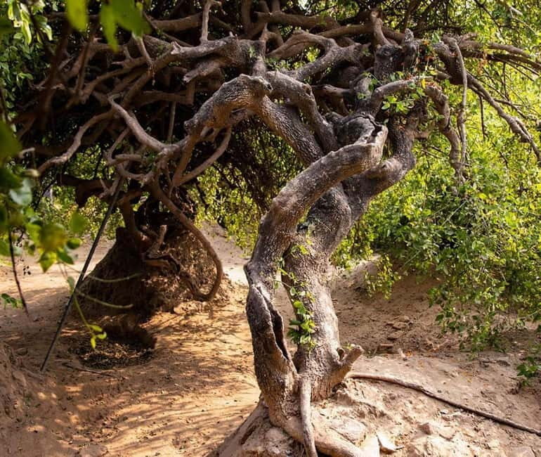 Explore Mathura and Vrindavan in a Day From Delhi/ Agra - FAQ