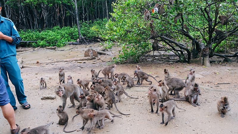Explore Monkey Island - Can Gio Biosphere Reserve Day Tour - Crocodiles and the forest’s wartime past