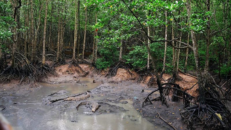 Explore Monkey Island - Can Gio Biosphere Reserve Day Tour - What the price includes, and what costs extra