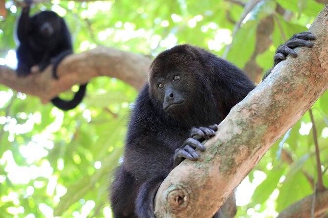 Explore Monkey River: Wildlife, Culture, and Adventure - Tour Highlights