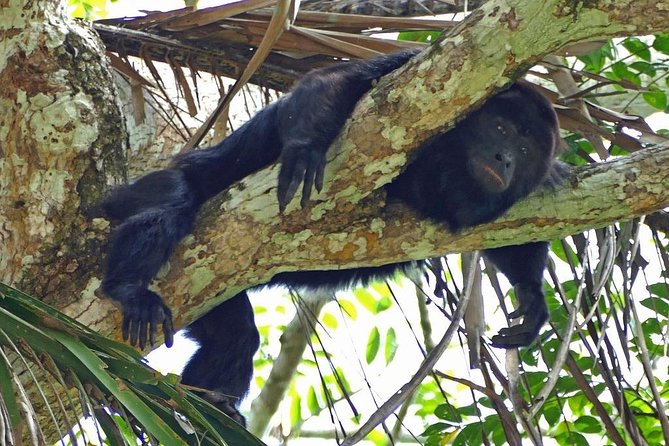 Explore Monkey River: Wildlife, Culture, and Adventure - Wildlife Encounters