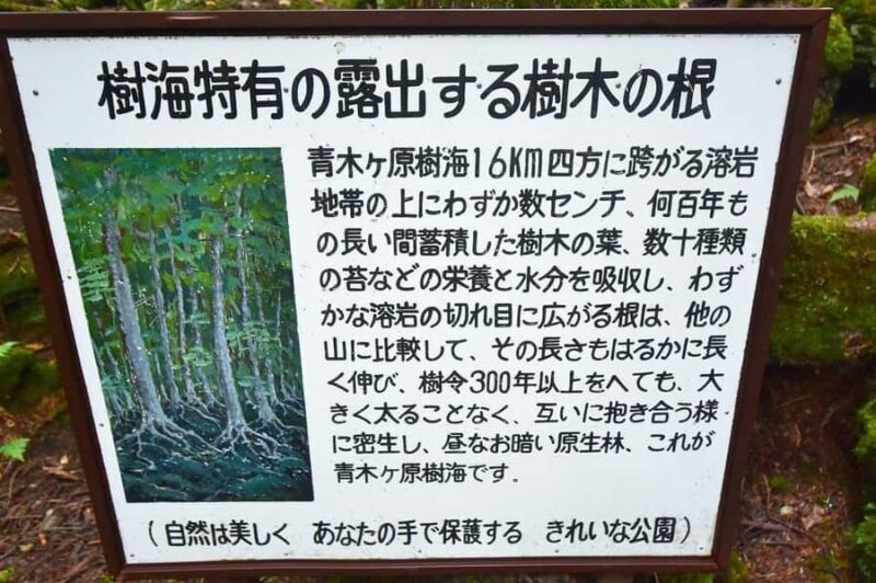 Explore Mount Fuji: Private Tour with English Guide - Kitaguchi Hongu Fuji Sengen Shrine: Cultural Calm