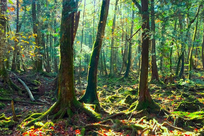 Explore Mt. Fuji Ice Cave in Aokigahara Forest - Mt. Fuji Ice Cave: Natures Frozen Wonder
