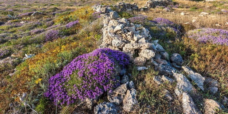 Explore Mykonos: A 5-Senses Journey for Cruise Travelers - Practical Details & Logistics